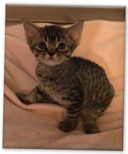 brown tabby female Lucy Sadle Roc Devons