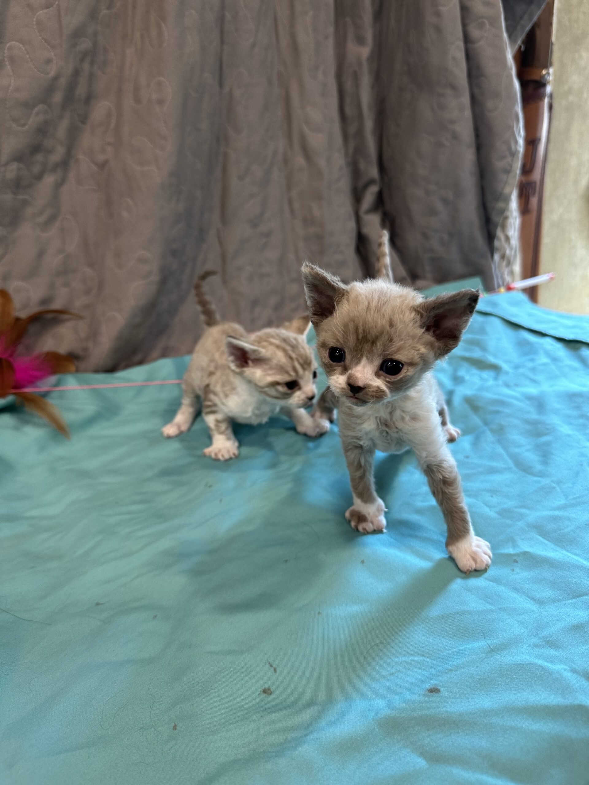 Kittens Sadle Roc Devons