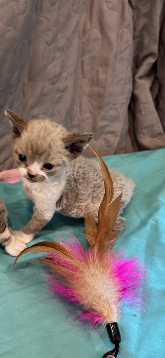 Kittens Sadle Roc Devons